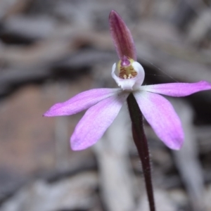 Caladenia fuscata at Canberra Central, ACT - 22 Sep 2017