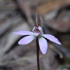 Caladenia fuscata (Dusky Fingers) at Canberra Central, ACT - 22 Sep 2017 by RobertD