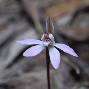 Caladenia fuscata at Canberra Central, ACT - 22 Sep 2017