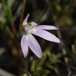 Caladenia fuscata at Canberra Central, ACT - 22 Sep 2017