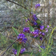 Hardenbergia violacea (False Sarsaparilla) at Isaacs Ridge - 22 Sep 2017 by Mike