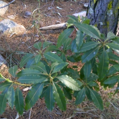 Pittosporum undulatum (Sweet Pittosporum) at Isaacs Ridge and Nearby - 22 Sep 2017 by Mike