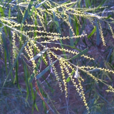 Acacia floribunda (White Sally Wattle, Gossamer Wattle) at Isaacs Ridge and Nearby - 22 Sep 2017 by Mike