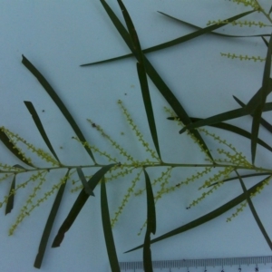 Acacia floribunda at Isaacs, ACT - 22 Sep 2017 04:50 PM