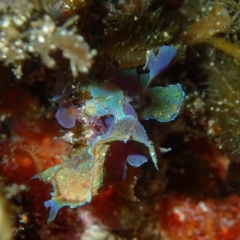 Martensia sp. (genus) (A red algae) at Murramarang National Park - 21 Apr 2017 by RoyandJenny