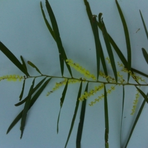 Acacia floribunda at Isaacs, ACT - 22 Sep 2017