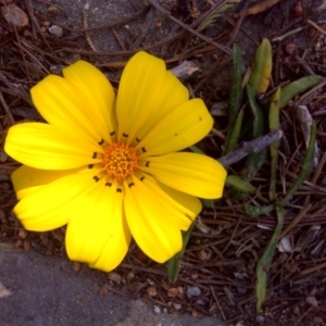 Gazania rigens at Isaacs, ACT - 22 Sep 2017 03:45 PM