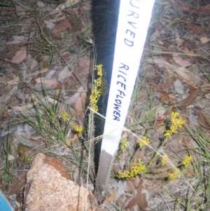 Pimelea curviflora at Hughes, ACT - 18 Nov 2014