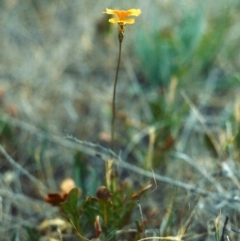 Goodenia pinnatifida (Scrambled Eggs) at Bonython, ACT - 20 Nov 2006 by MichaelBedingfield