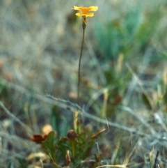 Goodenia pinnatifida (Scrambled Eggs) at Bonython, ACT - 19 Nov 2006 by michaelb