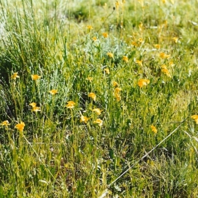 Goodenia pinnatifida (Scrambled Eggs) at Conder, ACT - 1 Nov 1999 by michaelb