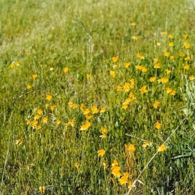 Goodenia pinnatifida (Scrambled Eggs) at Conder, ACT - 1 Nov 1999 by michaelb