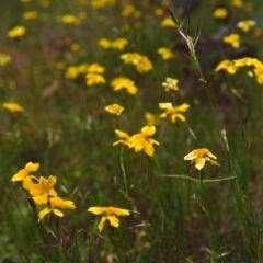 Goodenia pinnatifida (Scrambled Eggs) at Conder, ACT - 16 Nov 2000 by MichaelBedingfield