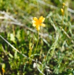 Goodenia pinnatifida (Scrambled Eggs) at Conder, ACT - 22 Oct 2000 by MichaelBedingfield