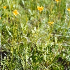 Goodenia pinnatifida (Scrambled Eggs) at Theodore, ACT - 31 Oct 2000 by MichaelBedingfield