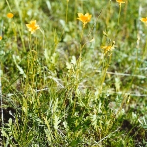 Goodenia pinnatifida at Theodore, ACT - 31 Oct 2000