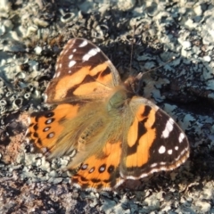 Vanessa kershawi (Australian Painted Lady) at Coombs, ACT - 17 Sep 2017 by MichaelBedingfield