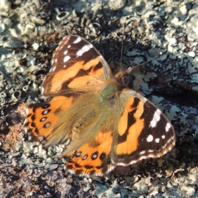 Vanessa kershawi (Australian Painted Lady) at Coombs, ACT - 17 Sep 2017 by MichaelBedingfield