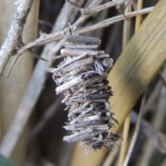 Psychidae (family) IMMATURE (Unidentified case moth or bagworm) at Molonglo River Reserve - 17 Sep 2017 by michaelb