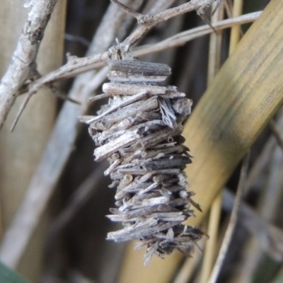 Psychidae (family) IMMATURE (Unidentified case moth or bagworm) at Molonglo River Reserve - 17 Sep 2017 by michaelb