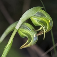 Pterostylis nutans (Nodding Greenhood) at Point 29 - 22 Sep 2017 by GlenRyan