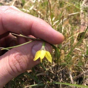 Diuris chryseopsis at Hall, ACT - 23 Sep 2017