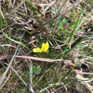 Diuris chryseopsis at Hall, ACT - 23 Sep 2017