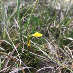 Diuris chryseopsis at Hall, ACT - suppressed