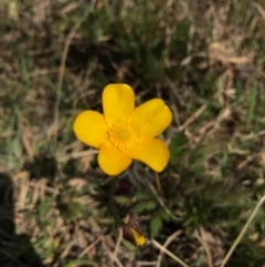 Ranunculus lappaceus (Australian Buttercup) at Hall, ACT - 23 Sep 2017 by AaronClausen