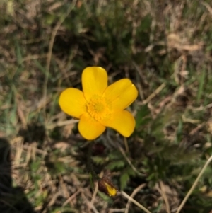 Ranunculus lappaceus at Hall, ACT - 23 Sep 2017 10:48 AM