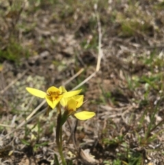 Diuris chryseopsis (Golden Moth) at Mulligans Flat - 23 Sep 2017 by TobiasHayashi