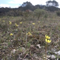 Diuris chryseopsis (Golden Moth) at Sutton, NSW - 23 Sep 2017 by TobiasHayashi