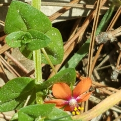 Lysimachia arvensis (Scarlet Pimpernel) at Isaacs Ridge and Nearby - 23 Sep 2017 by Mike