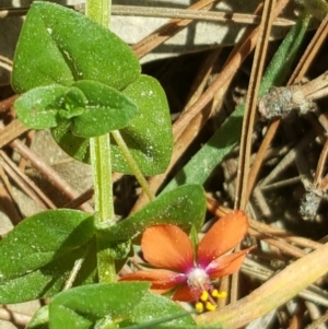 Lysimachia arvensis at Isaacs, ACT - 23 Sep 2017 12:11 PM