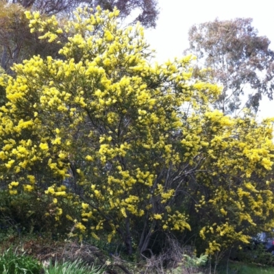 Acacia pravissima (Wedge-leaved Wattle, Ovens Wattle) at Hughes, ACT - 23 Sep 2017 by ruthkerruish