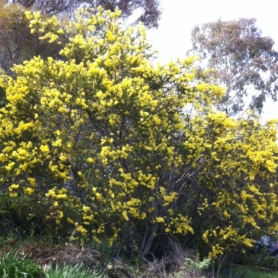 Acacia pravissima (Wedge-leaved Wattle, Ovens Wattle) at Hughes, ACT - 22 Sep 2017 by ruthkerruish