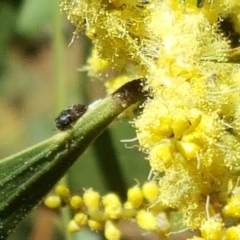 Acacia longifolia subsp. longifolia (sallow or Sydney golden wattle) at Isaacs, ACT - 23 Sep 2017 by Mike