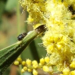 Acacia longifolia subsp. longifolia at Isaacs, ACT - 23 Sep 2017 11:37 AM