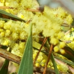 Acacia longifolia subsp. longifolia at Isaacs, ACT - 23 Sep 2017