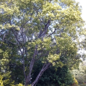 Acacia floribunda at Hughes, ACT - 23 Sep 2017