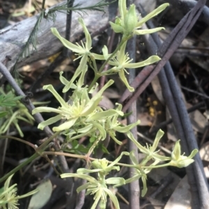 Clematis leptophylla at Chifley, ACT - 23 Sep 2017 04:44 PM