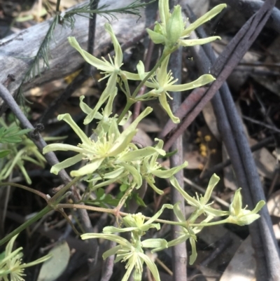 Clematis leptophylla (Small-leaf Clematis, Old Man's Beard) at Mount Taylor - 23 Sep 2017 by George