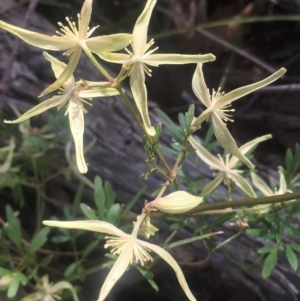 Clematis leptophylla at Chifley, ACT - 23 Sep 2017 04:44 PM