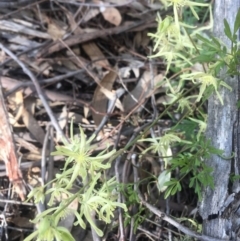 Clematis leptophylla at Chifley, ACT - 23 Sep 2017 04:44 PM