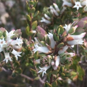 Brachyloma daphnoides at Pearce, ACT - 23 Sep 2017