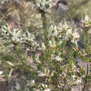 Brachyloma daphnoides at Pearce, ACT - 23 Sep 2017