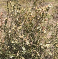 Brachyloma daphnoides at Pearce, ACT - 23 Sep 2017