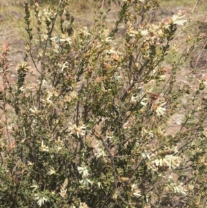 Brachyloma daphnoides at Pearce, ACT - 23 Sep 2017