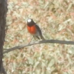 Petroica boodang (Scarlet Robin) at Stromlo, ACT - 23 Sep 2017 by MichaelMulvaney