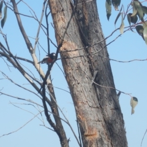 Petroica boodang at Stromlo, ACT - 23 Sep 2017 01:15 PM